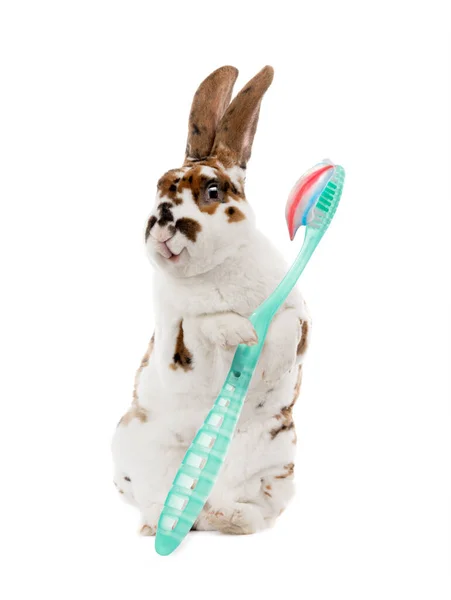 Standing Smiling Bunny Holds Its Paws Children Toothbrush Isolated White — Stock Photo, Image