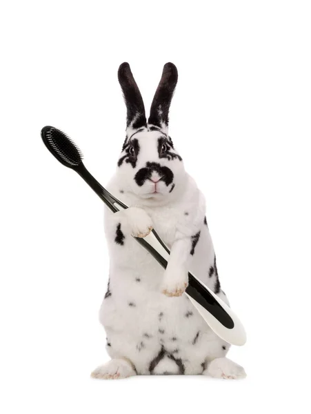 Lapin Blanc Avec Des Taches Noires Tient Une Brosse Dents — Photo