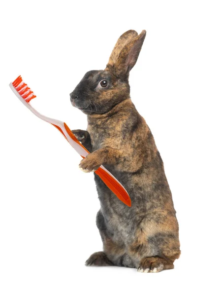 用牙刷 橙色爪子刷子隔离在白色背景下的站立棕色兔子 — 图库照片
