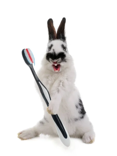 Маленький Красивий Кролик Тримає Зубну Щітку Пастою Лапах Ізольовано Білому — стокове фото