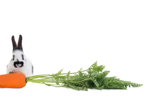 Kaninchen Mit Einer Möhre Auf Weißem Hintergrund — Stockfoto