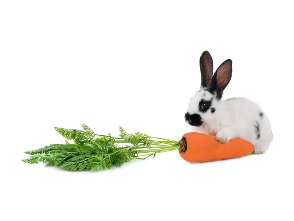 Beyaz Arka Planda Izole Edilmiş Havuçlu Bir Tavşan — Stok fotoğraf