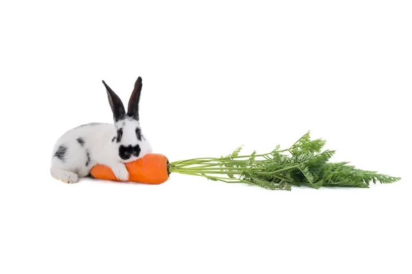 Rabbit Carrot Isolated White Background — Stock Photo, Image