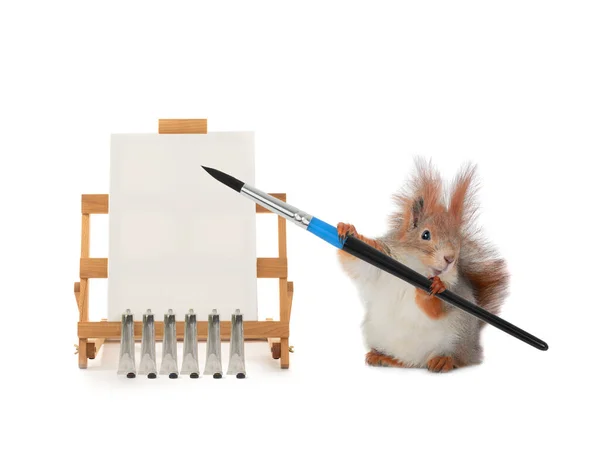 Squirrel Holds His Paws Brush Made Squirrel Wool Background Easel — Stock Photo, Image