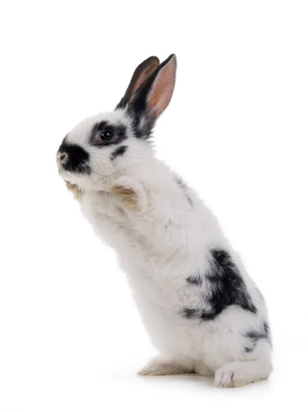 Conejo Blanco Con Manchas Negras Encuentra Sus Patas Traseras Aisladas —  Fotos de Stock