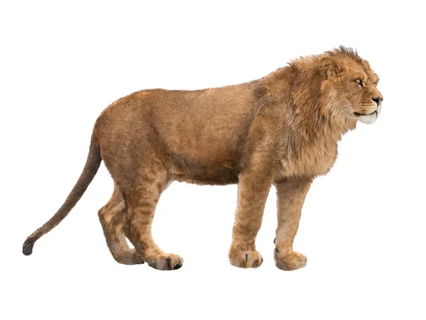 被白色背景隔离的狮子 — 图库照片