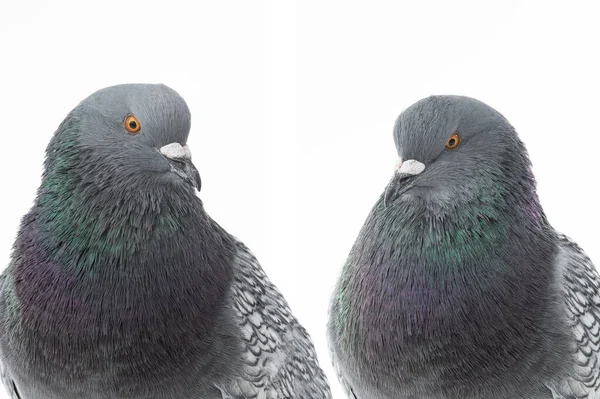 Dos Palomas Aisladas Sobre Fondo Blanco —  Fotos de Stock