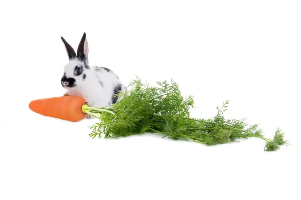 Rabbit Carrot Isolated White Background Stock Photo