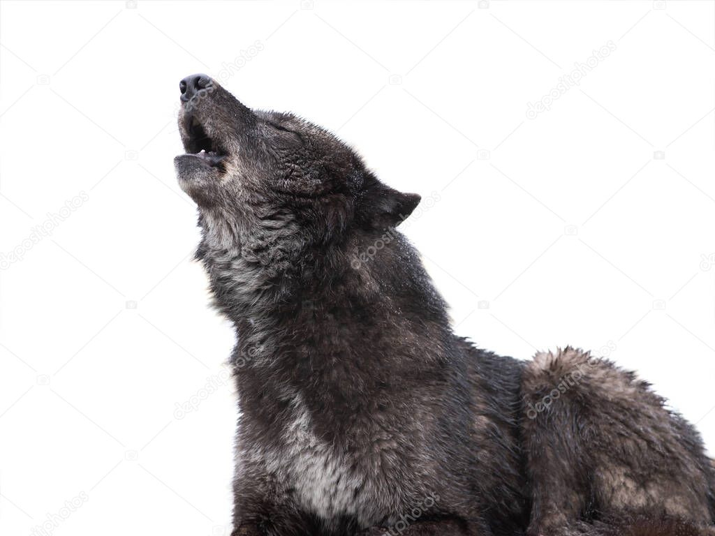  howling canadian black wolf isolated on white background