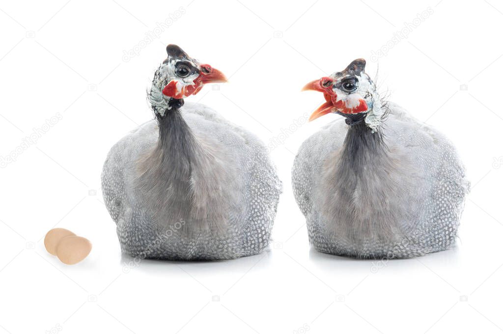 two guinea fowls are fighting among themselves isolated on white background.