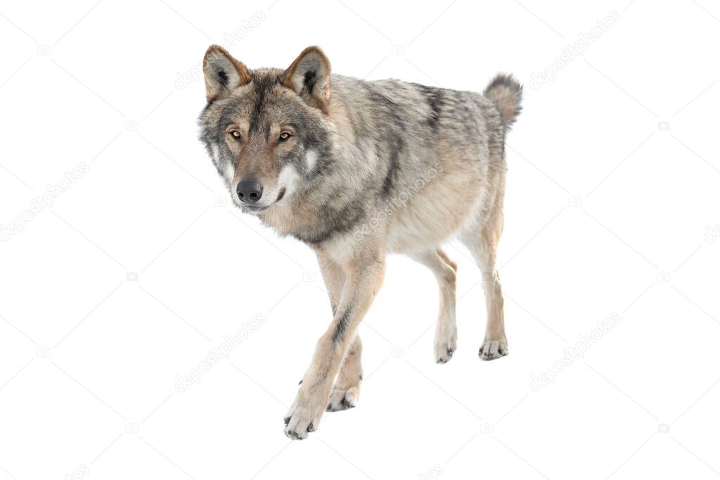 Running gray wolf isolated on a white background.