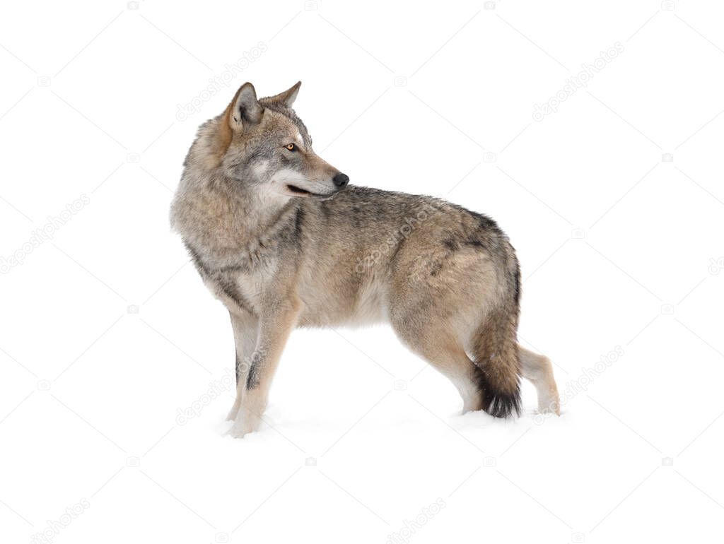 Standing gray wolf in the snow in winter isolated on white background.