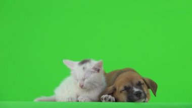 Arkadaşlar kedi ve köpek yeşil ekranda uyurlar..