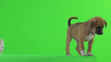Arkadaşlar kedi ve yavru köpek yeşil ekranda oynuyorlar..