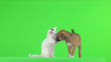 Beyaz kedi ve kahverengi köpek yavrusu yeşil ekranda oynuyor..