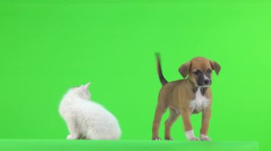 Beyaz kedi ve kahverengi köpek yavrusu yeşil ekranda oynuyor..
