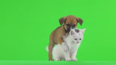 Beyaz kedi ve kahverengi köpek yavrusu yeşil ekranda.