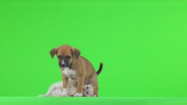 Beyaz bir kedi ve kahverengi bir köpek yavrusu yeşil ekranda oynuyorlar ve sonra ortadan kayboluyorlar..