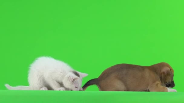 Przyjaciele Mały Kotek Mały Szczeniak Bawią Się Zielonym Tle — Wideo stockowe