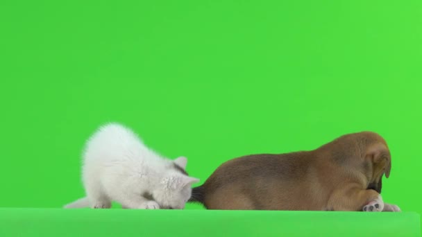 Φίλοι Μικρό Γατάκι Και Μικρό Κουτάβι Παίζουν Ένα Πράσινο Φόντο — Αρχείο Βίντεο