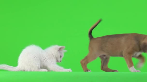 Amis Chaton Petit Chiot Jouent Sur Écran Vert — Video