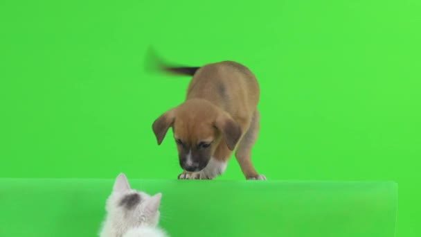 Friends Kitten Little Puppy Playing Green Screen — Stock Video