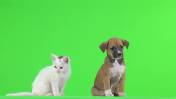 White Kitten Brown Puppy Green Screen — Stock Video