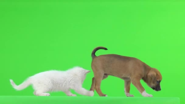 White Kitten Brown Puppy Playing Green Screen — Stock Video