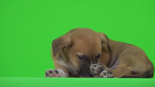 Pequeno Cachorro Adormece Uma Tela Verde — Vídeo de Stock