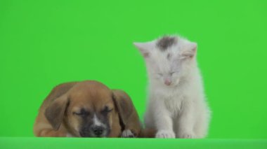 Uykuya dalan Beyaz Kedi ve kahverengi köpek yavrusu yeşil ekranda.