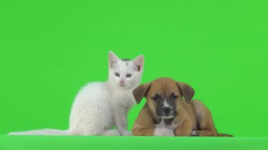 Beyaz kedi yavrusu, kahverengi değil. Yatmaya hazırlanıyor..