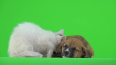 Yavru kedi, kahverengi enik arkadaşının yanında yatmaya hazırlanıyor.