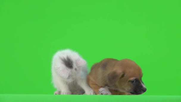 Kotek Bawi Się Ogonem Szczeniaka Zielonym Ekranie — Wideo stockowe