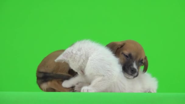 Kitten Played Puppy Tail Dot Green Screen — Stock Video