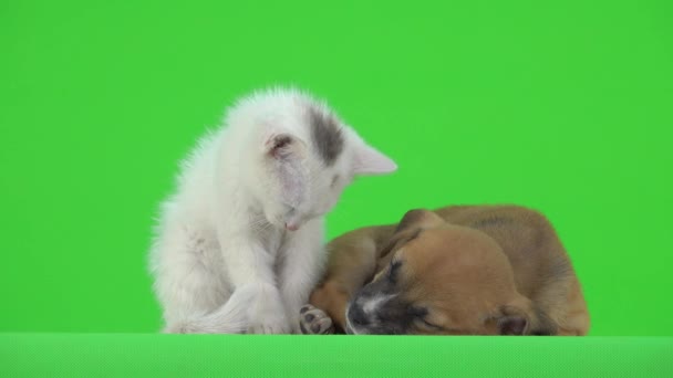 在绿色的屏幕上睡着了的白猫和棕色的小狗 — 图库视频影像