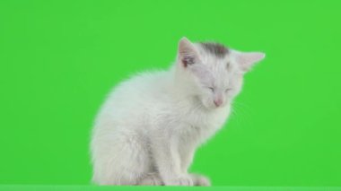 Yeşil ekranda uyuyan beyaz kedi yavrusu..