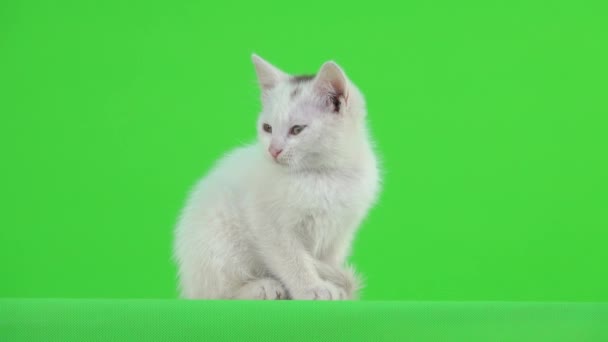 白い子猫は異なる方向を見てから 緑の画面上のカメラを見て — ストック動画