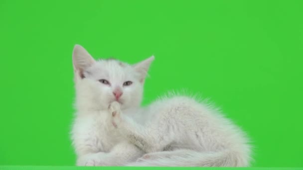 白い子猫は緑色の画面で洗浄されます — ストック動画