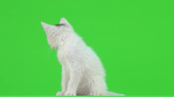 Kociak Siedzi Tyłu Odwraca Się Patrzy Kamerę Zielonym Ekranie — Wideo stockowe