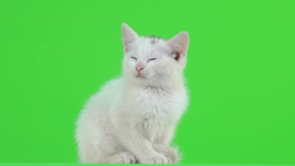 Biały Kotek Drzemie Zielonym Ekranie — Wideo stockowe