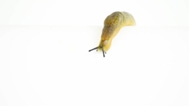 Semi Slugs Crawling Green Screen — Stock Video