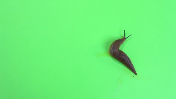 Semi Slugs Crawling Green Screen — Stock Video