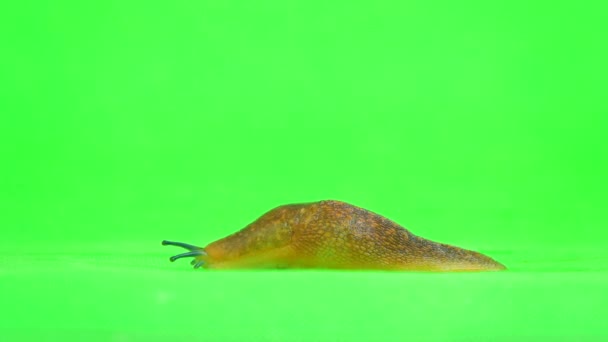 Semi Slugs Crawling Green Screen — Stock Video