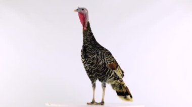 Farklı yönlere bakıyor. Beyaz ekranda izole edilmiş dişi hindi..