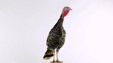 Farklı yönlere bakıyor. Beyaz ekranda izole edilmiş dişi hindi..