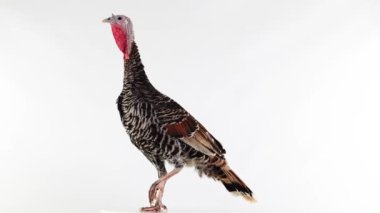 Hindi bacağını kaldırdı. Beyaz ekranda izole edilmiş dişi hindi..