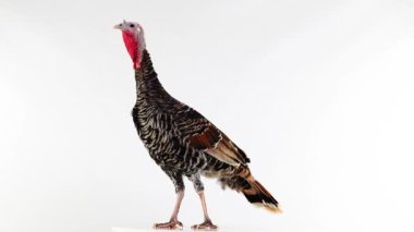 Etrafa bakıyor. Beyaz ekranda izole edilmiş dişi hindi..