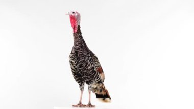 Beyaz ekranda izole edilmiş dişi hindi..