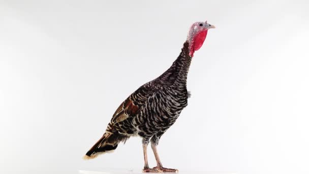 Looks Lifts His Head Female Turkey Isolated White Screen — Stock Video