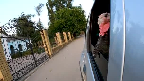 Turkey Rides Car Thanksgiving — Stock Video